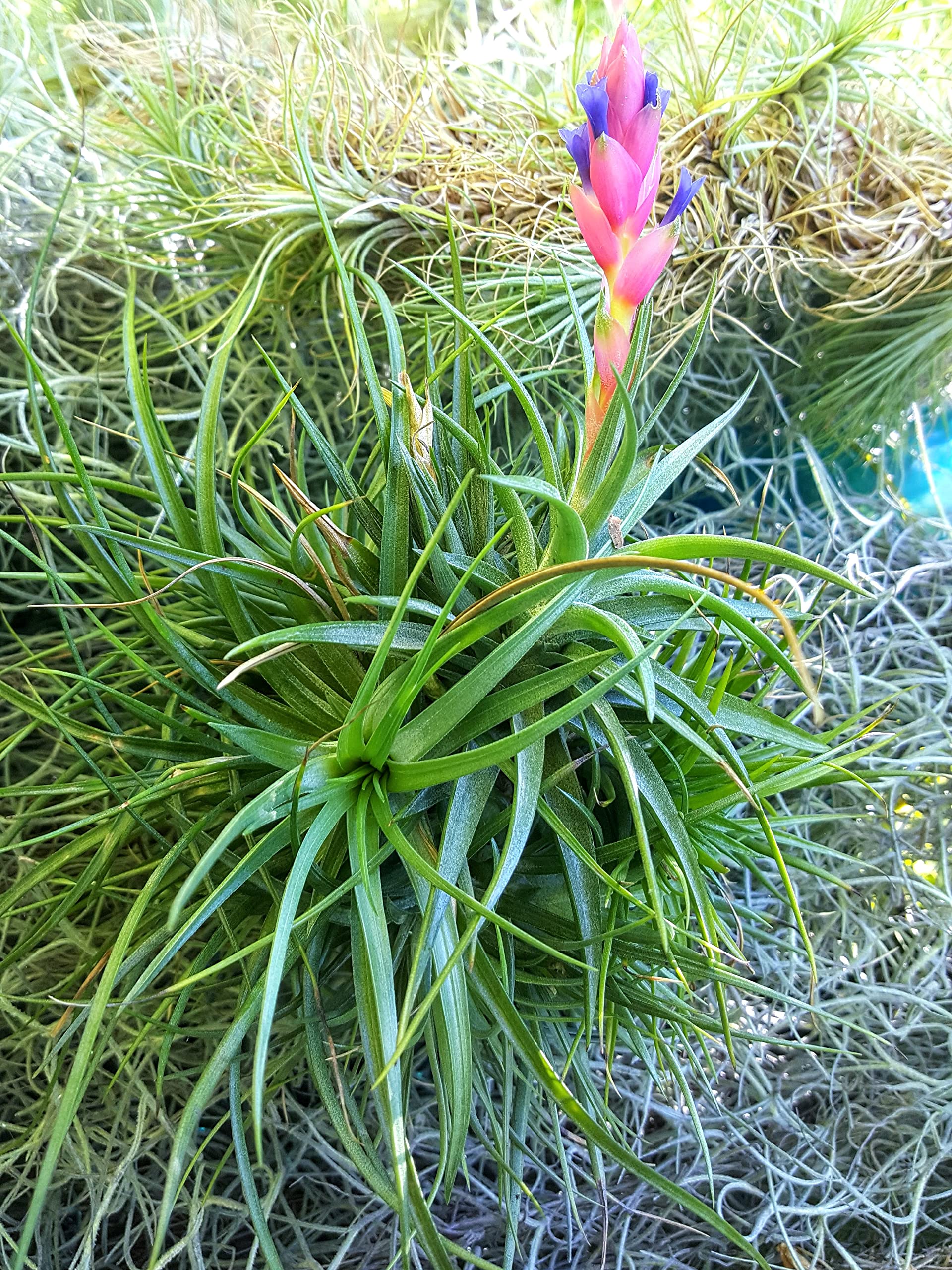 Amazon.com: Air Plants - 1 Aeranthos - Planta de aire de 3 a 5